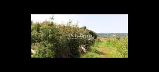 ديربلا الكورة - 3