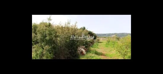 ديربلا الكورة - 4
