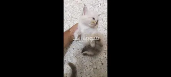 Persian long hair kittens - 2