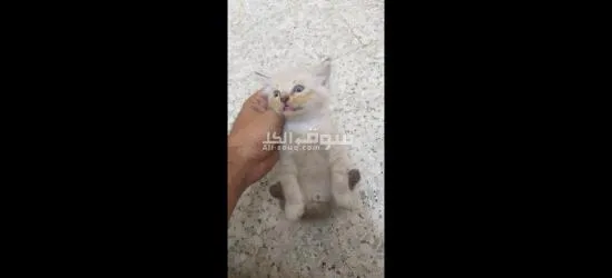 Persian long hair kittens - 3