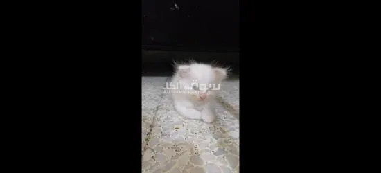 Persian long hair kittens - 4