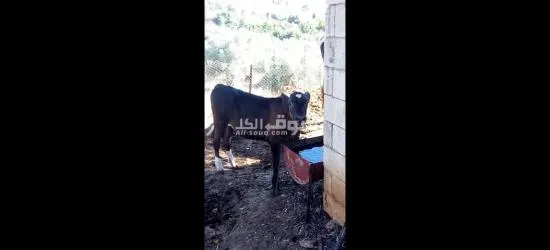 بقرة حلابي - 2