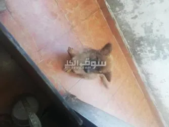 حي السلم بلسوق - 3