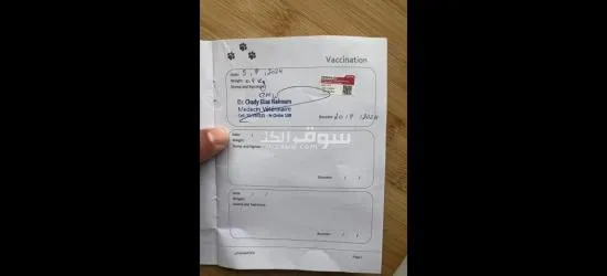 Vaccinated Bichon maltis with cage food and vaccinated g