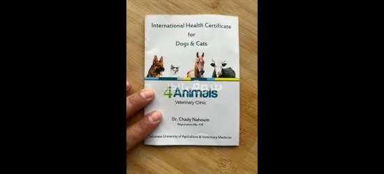 Vaccinated Bichon maltis with cage food and vaccinated g - 2
