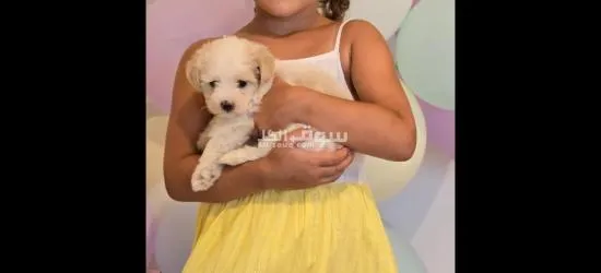 Vaccinated Bichon maltis with cage food and vaccinated g - 3