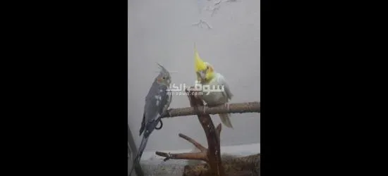 جوز كروان مروضين